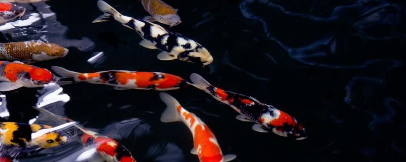 錦鯉可以和鸚鵡魚混養嗎可以和龍魚混養嗎（錦鯉、鸚鵡魚和錦鯉能混養嗎？）