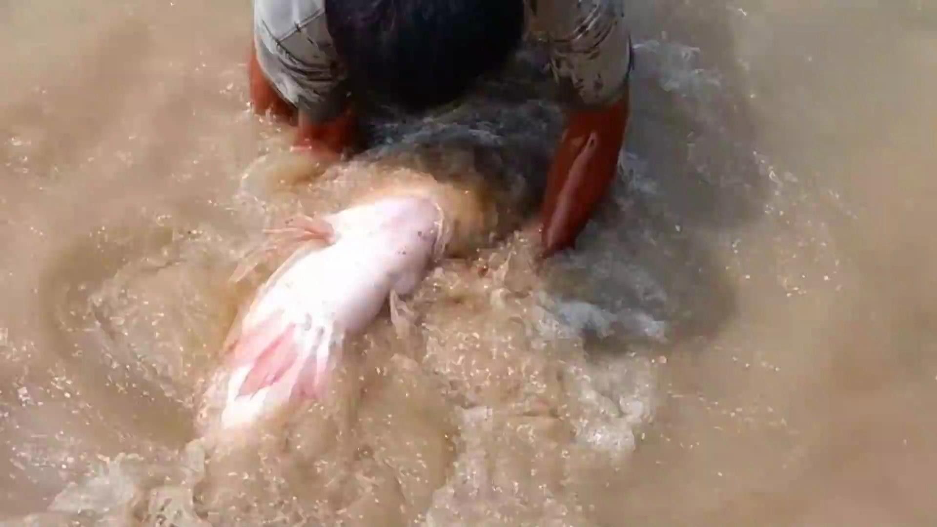山東德州特有的魚（山東德州有哪些特色魚類？）