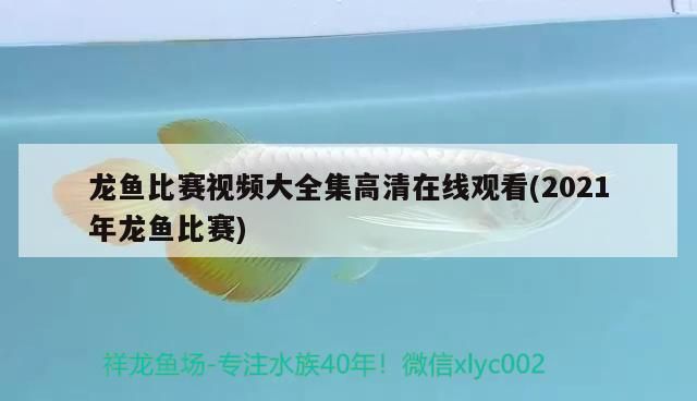 龍魚比賽視頻大全集高清在線觀看(2021年龍魚比賽)（2021年龍魚比賽視頻大全集高清在線觀看）