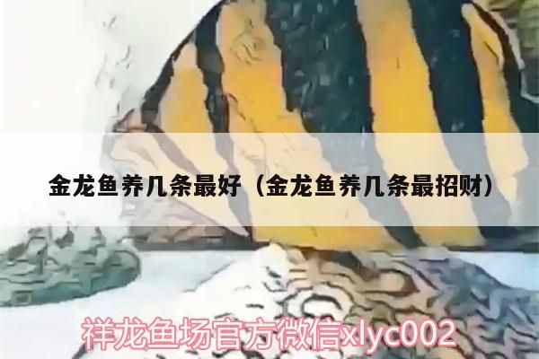 金龍魚養幾條最好（金龍魚養幾條最招財）（金龍魚養幾條最好）