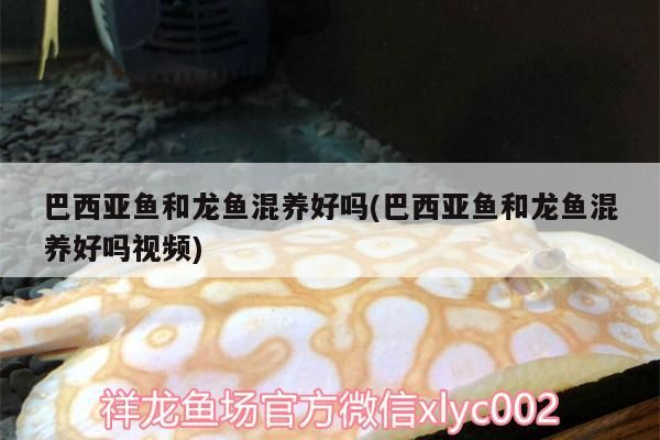 巴西亞魚和龍魚混養好嗎(巴西亞魚和龍魚混養好嗎視頻)（關于巴西亞魚和龍魚混養好嗎）