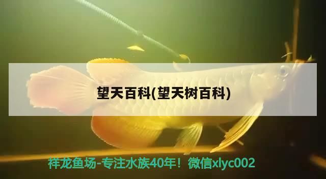 望天百科(望天樹百科)（天安門前的華表是什么？）