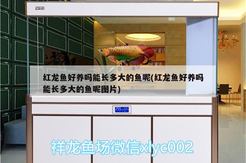 紅龍魚好養嗎能長多大的魚呢(紅龍魚好養嗎能長多大的魚呢圖片)（紅龍魚好養嗎能長多大的魚）
