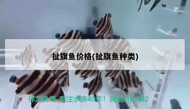 扯旗魚價格(扯旗魚種類)（孔雀花_、孔雀魚孔雀魚孔雀魚孔雀魚的生長繁殖）