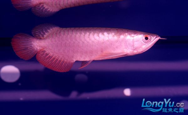 (已售龍城B級過背（龍城b級過背的優(yōu)勢）