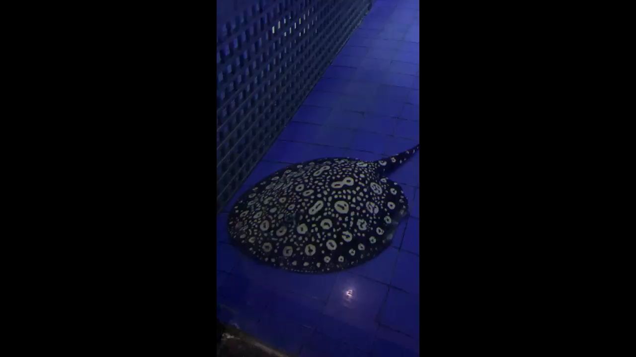 丹東觀賞魚市場3個國內(nèi)頂級母魚都要生了（3個國內(nèi)頂級母魚都要，國內(nèi)頂級虹魚,河北省石家莊市<strong><mark>藁城</mark></strong>區(qū)）