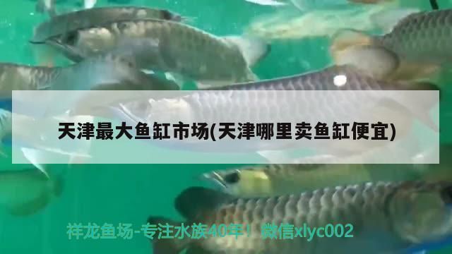 龍魚(yú)幼苗好養(yǎng)嗎：龍魚(yú)如何養(yǎng)殖（如何挑選龍魚(yú)）
