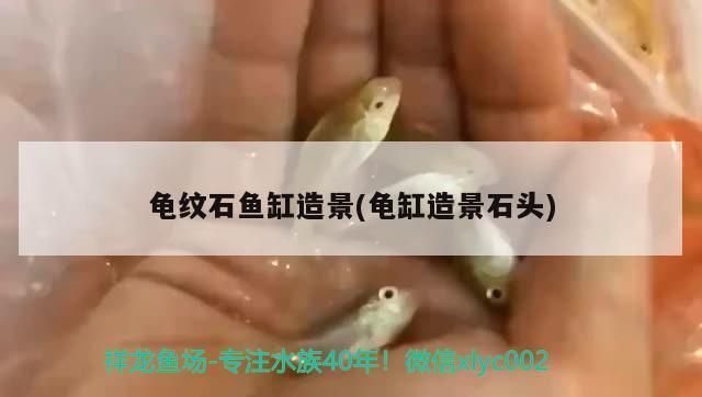 龍魚(yú)幼苗好養(yǎng)嗎：龍魚(yú)如何養(yǎng)殖（如何挑選龍魚(yú)）