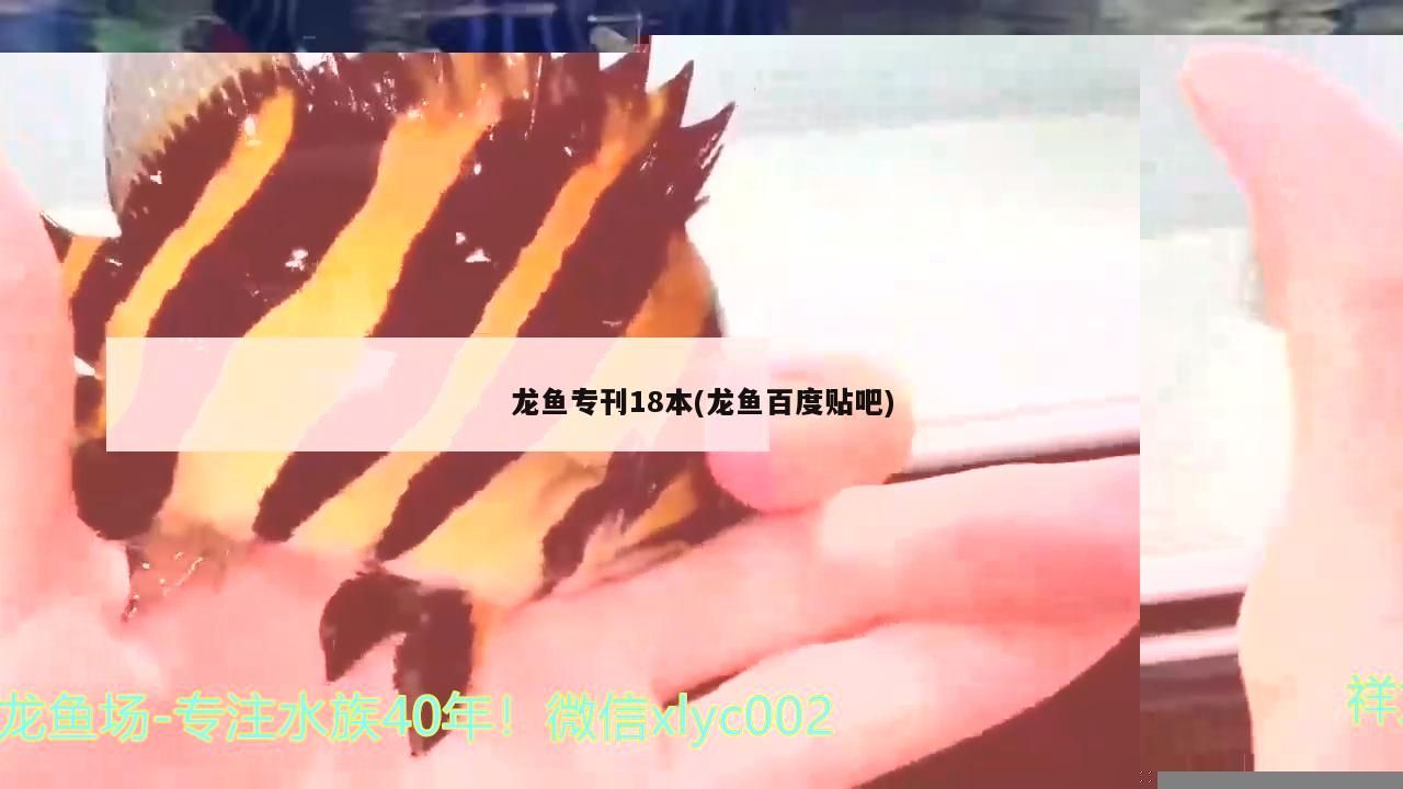 龍魚專刊18本(龍魚百度貼吧)（龍魚不吃食怎么辦）