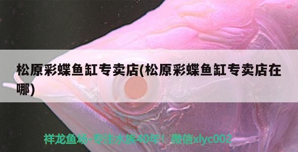 松原彩蝶魚缸專賣店(松原彩蝶魚缸專賣店在哪)（松原彩蝶魚缸專賣店和松原彩蝶魚缸專賣店在哪解釋）