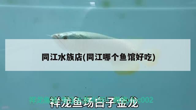 同江水族店(同江哪個魚館好吃)（東莞同江水族店和同江哪個魚館好吃的介紹到此就結(jié)束了）