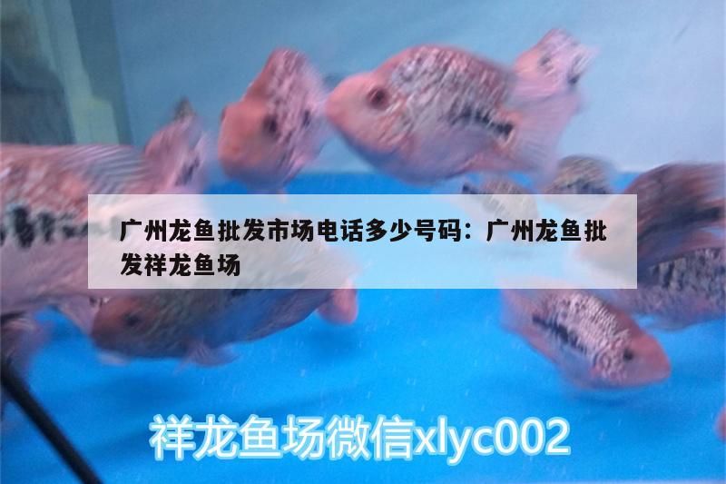 廣州龍魚批發市場電話多少號碼:廣州龍魚批發祥龍魚場（廣州龍魚批發市場電話多少號碼）