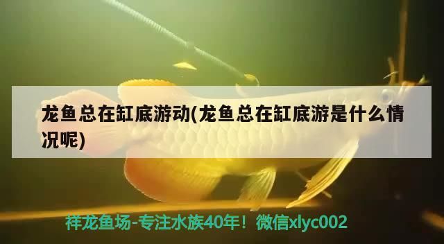 龍魚總在缸底游動(龍魚總在缸底游是什么情況呢)（祥龍魚總在缸底游動，龍魚總在缸底游動的原因是什么）