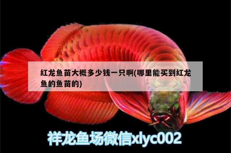紅龍魚苗大概多少錢一只啊(哪里能買到紅龍魚的魚苗的)（紅龍魚苗大概多少錢一只）