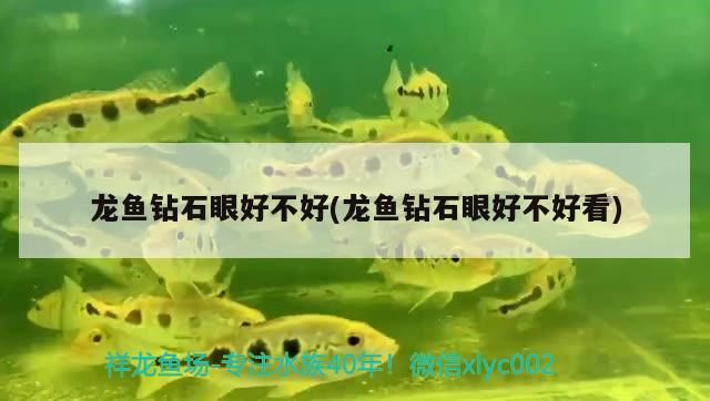 龍魚鉆石眼好不好(龍魚鉆石眼好不好看)（龍魚鉆石眼好不好）