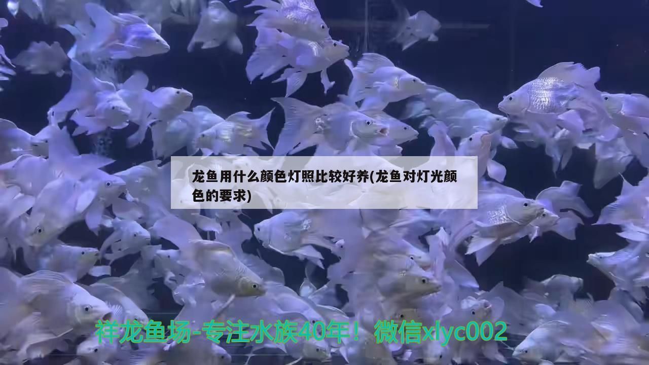 龍魚用什么顏色燈照比較好養(龍魚對燈光顏色的要求)（龍魚用什么顏色燈照比較好養）