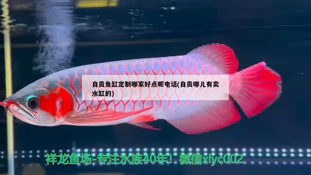 自貢魚缸定制哪家好點呢電話(自貢哪兒有賣水缸的)（自貢魚缸定制哪家好點）