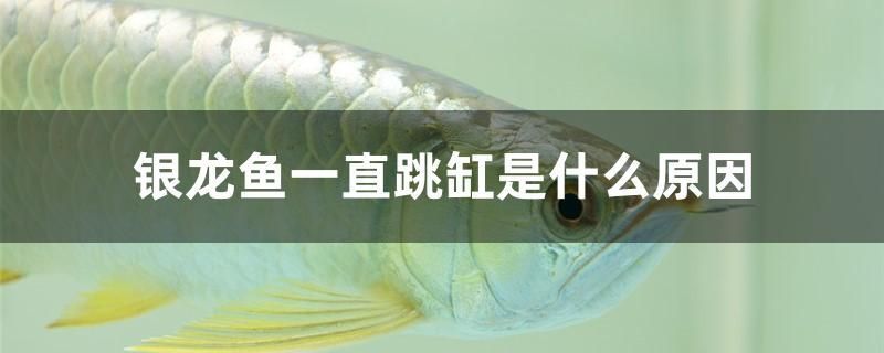 銀龍魚一直跳缸是什么原因（龍魚為什么會(huì)跳缸？）