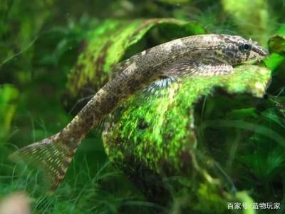 關于觀賞魚的論文（關于觀賞魚的相關論文）