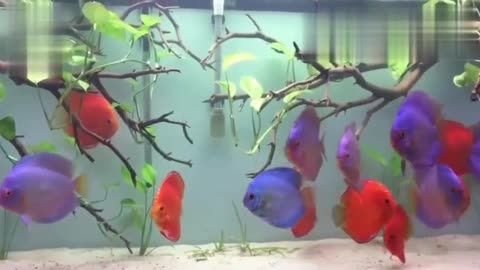 關(guān)于觀賞魚的論文（關(guān)于觀賞魚的相關(guān)論文）