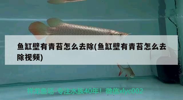 飼料 魚缸壁有青苔怎么去除(魚缸壁有青苔怎么去除視頻)(魚缸壁上的青苔怎么去除) 觀賞魚百科 魚缸壁有青苔怎么去除(魚缸壁有青苔怎么去除視頻)(魚缸壁上的青苔怎么去除) 魚缸壁有青苔怎么去除(魚缸壁有青苔怎么去除視頻)(魚缸壁上的青苔怎么去除) 觀賞魚百科