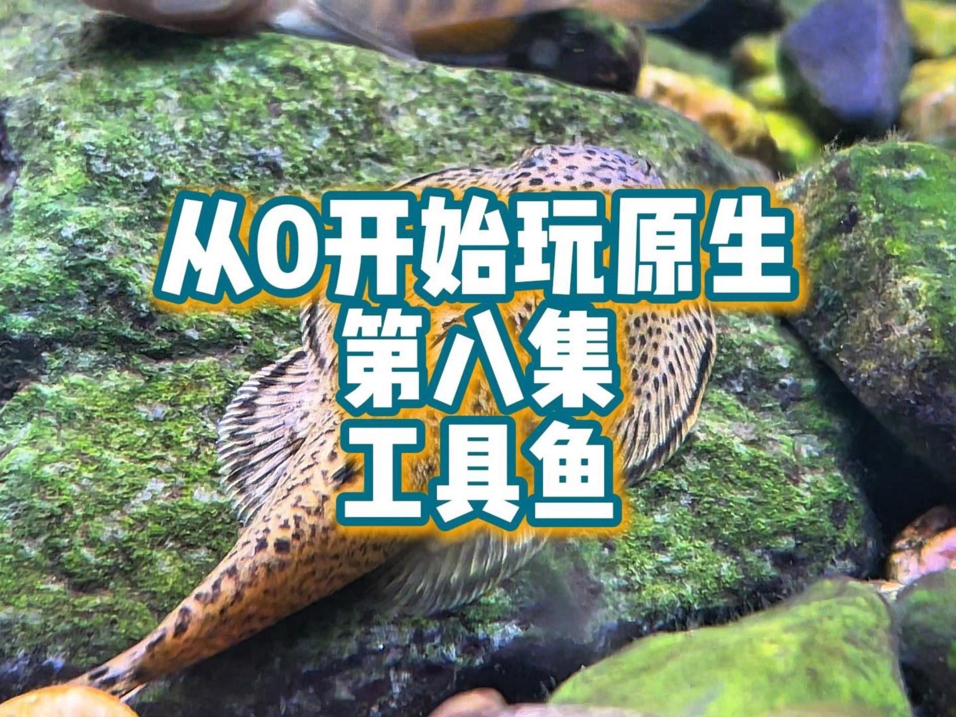 吃食物殘?jiān)聂~(yú)（吃食物殘?jiān)聂~(yú)叫什么名字timtian吃魚(yú)屎的魚(yú)）