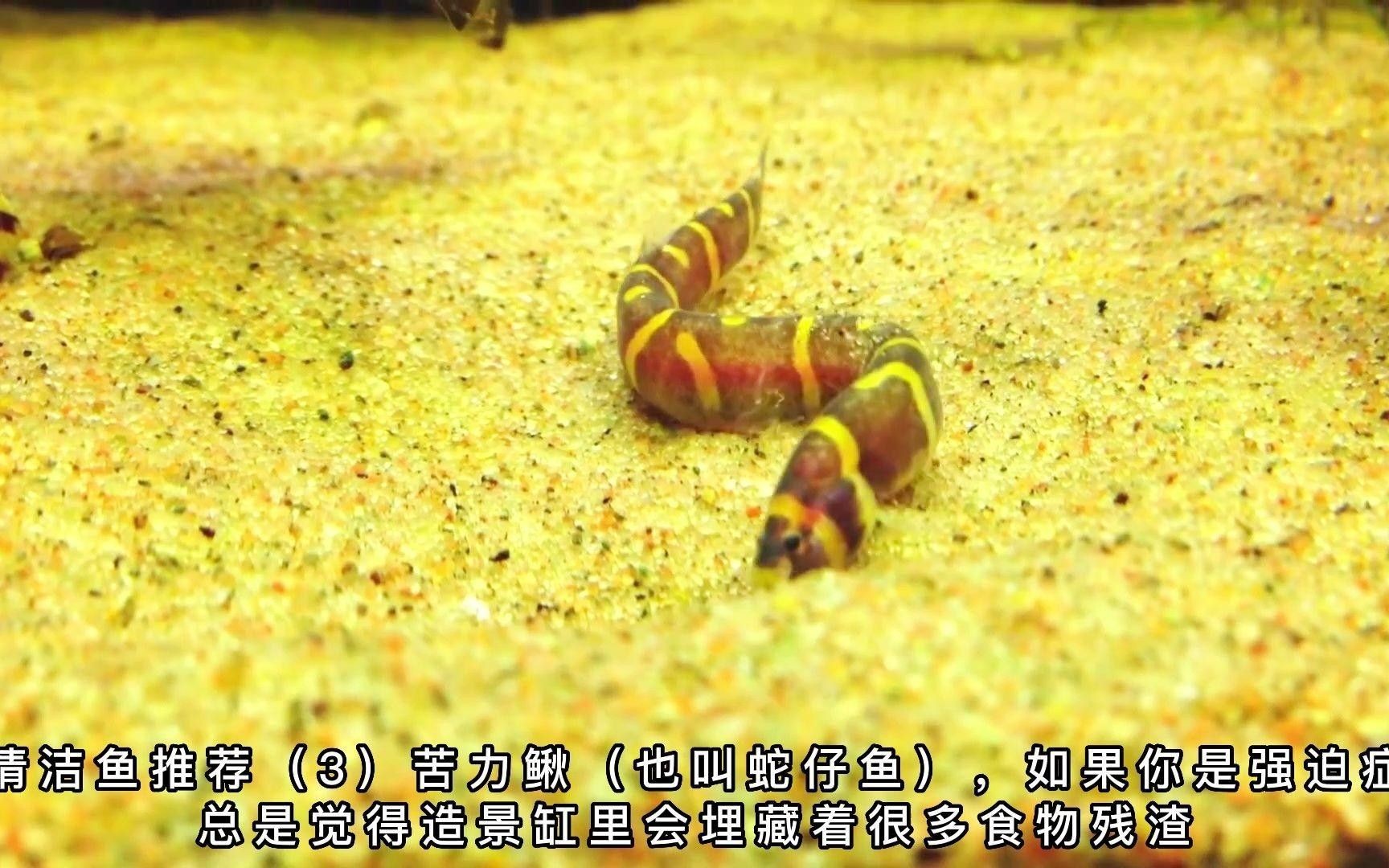 吃食物殘?jiān)聂~(yú)（吃食物殘?jiān)聂~(yú)叫什么名字timtian吃魚(yú)屎的魚(yú)）