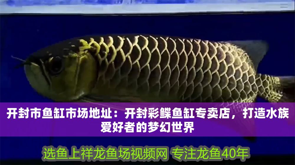 開封市魚缸市場地址：開封彩鰈魚缸專賣店，打造水族愛好者的夢幻世界（開封彩鰈魚缸專賣店）