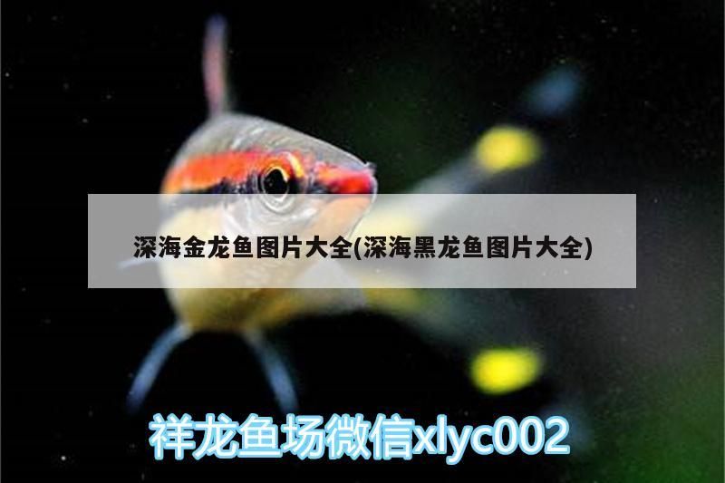 深海金龍魚圖片大全(深海黑龍魚圖片大全)（深海金龍魚圖片大全）