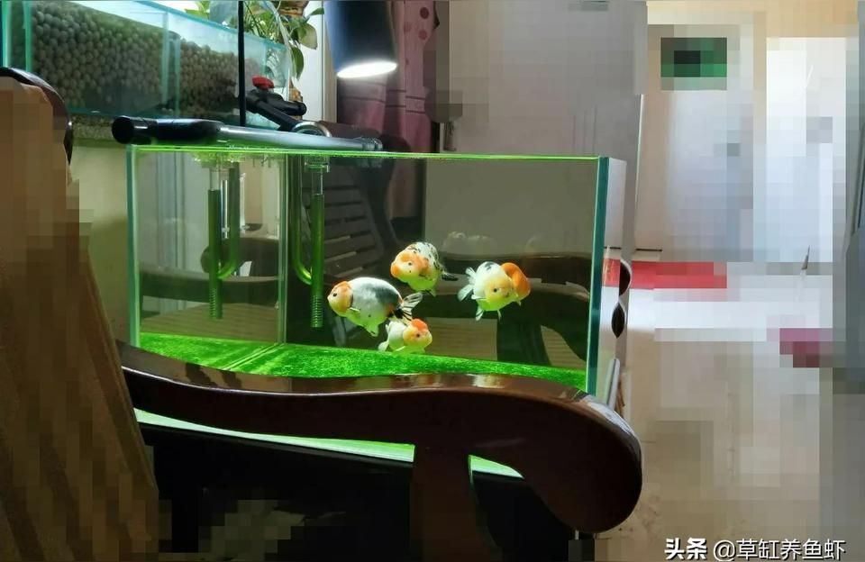 鹽城魚缸水族箱批發市場:鹽城花鳥市場搬到哪去了（鹽城魚缸水族箱批發市場）
