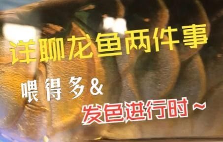 老孫介紹養龍魚全部視頻（龍魚定時趴缸怎么回事）