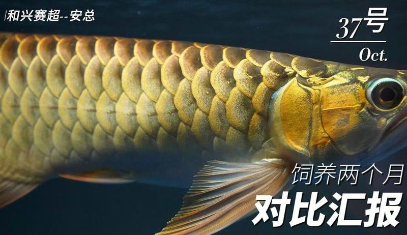 老孫介紹養龍魚全部視頻（龍魚定時趴缸怎么回事）