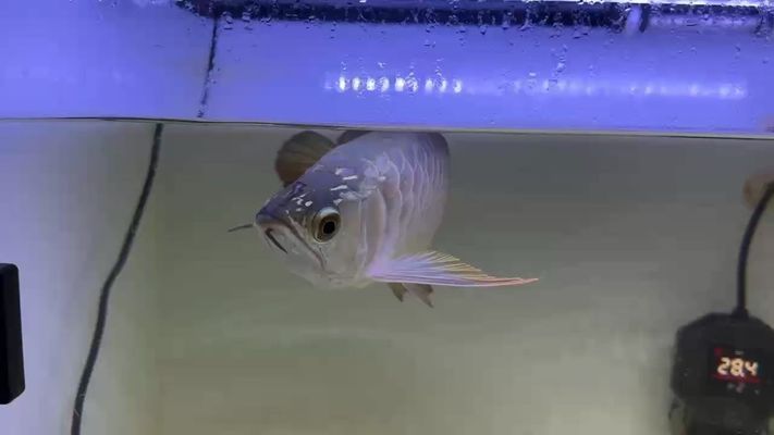 無錫龍魚專賣店（無錫龍魚專賣店在哪里）