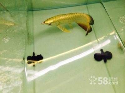 無錫龍魚專賣店（無錫龍魚專賣店在哪里）