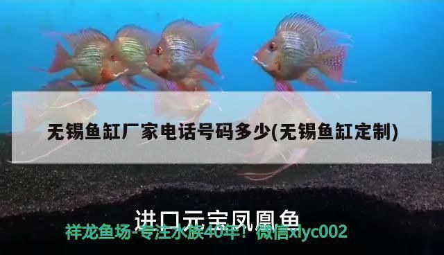 無錫龍魚專賣店（無錫龍魚專賣店在哪里）
