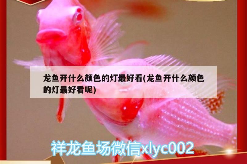 龍魚開什么顏色的燈最好看(龍魚開什么顏色的燈最好看呢)（祥龍魚開什么顏色的燈最好看和龍魚開什么顏色的燈最好看）
