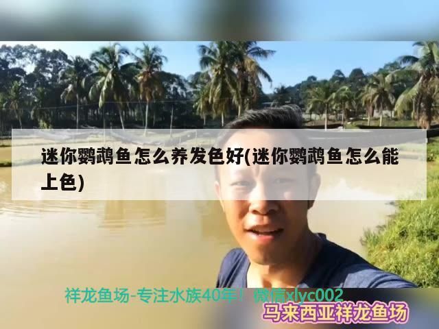 迷你鸚鵡魚怎么養發色好(迷你鸚鵡魚怎么能上色)（迷你鸚鵡魚怎么養發色好）