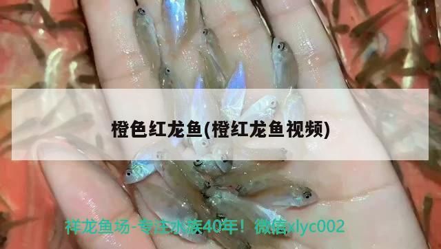 橙色紅龍魚(yú)(橙紅龍魚(yú)視頻)（關(guān)于紅龍魚(yú)的飼養(yǎng)）