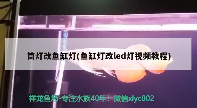 詳細閱讀:彩蝶魚缸干濕分離改造方法(彩蝶魚缸干濕分離擺放)(彩蝶魚缸干濕分離改魚缸燈改led燈視頻教程一覽) 彩蝶魚缸干濕分離改造方法(彩蝶魚缸干濕分離擺放)(彩蝶魚缸干濕分離改魚缸燈改led燈視頻教程一覽)