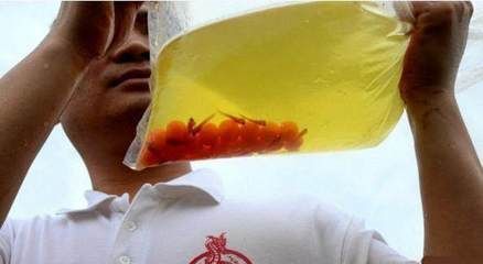 單養一條雄性金龍魚（單養一條雄性金龍魚需要注意什么？） 單養一條雄性金龍魚（單養一條雄性金龍魚需要注意什么？） 觀賞魚百科