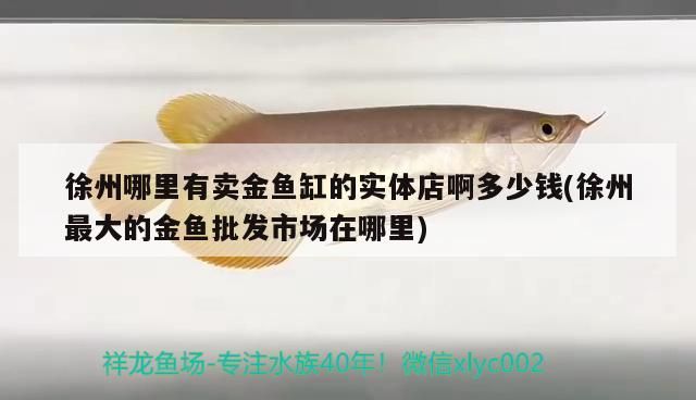 徐州哪里有賣金魚缸的實體店啊多少錢(徐州最大的金魚批發市場在哪里)（徐州哪里有賣金魚缸的實體店）