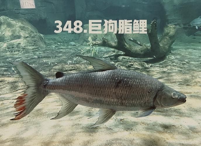 建議窮人養(yǎng)的10種猛魚（10種適合窮人養(yǎng)的八大猛魚，便宜又好養(yǎng)的八大猛魚） 建議窮人養(yǎng)的10種猛魚（10種適合窮人養(yǎng)的八大猛魚，便宜又好養(yǎng)的八大猛魚） 觀賞魚百科 第7張