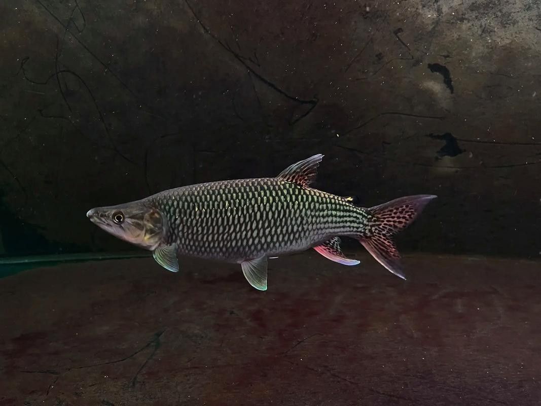 建議窮人養(yǎng)的10種猛魚（10種適合窮人養(yǎng)的八大猛魚，便宜又好養(yǎng)的八大猛魚） 建議窮人養(yǎng)的10種猛魚（10種適合窮人養(yǎng)的八大猛魚，便宜又好養(yǎng)的八大猛魚） 觀賞魚百科 第5張