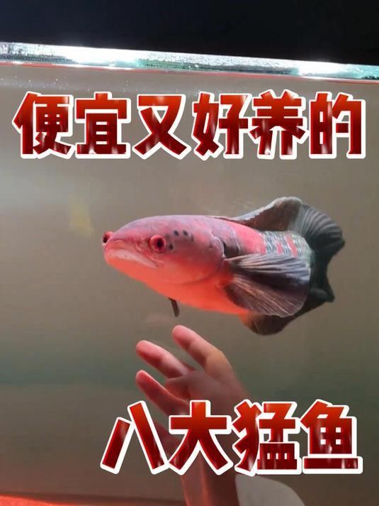 建議窮人養(yǎng)的10種猛魚（10種適合窮人養(yǎng)的八大猛魚，便宜又好養(yǎng)的八大猛魚）