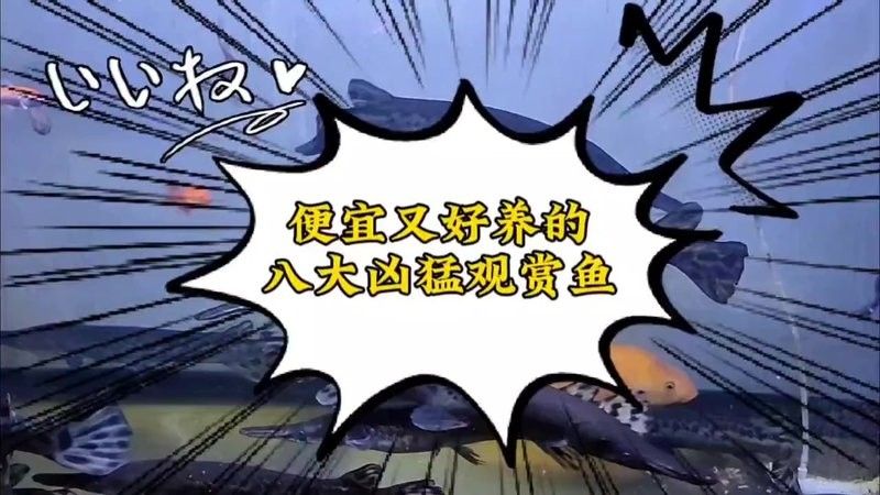 建議窮人養(yǎng)的10種猛魚（10種適合窮人養(yǎng)的八大猛魚，便宜又好養(yǎng)的八大猛魚）