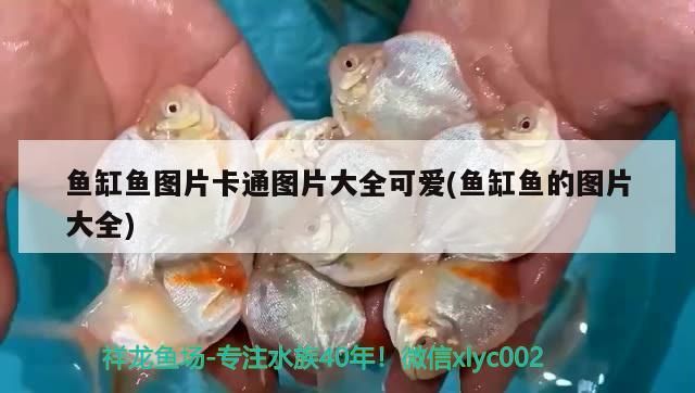 溫州水族批發(fā)市場在哪里有賣魚的地方(溫州水族批發(fā)市場在哪里有賣魚的地方呀)(溫州哪里有賣魚的地方) 觀賞魚百科 第2張 溫州水族批發(fā)市場在哪里有賣魚的地方(溫州水族批發(fā)市場在哪里有賣魚的地方呀)(溫州哪里有賣魚的地方) 溫州水族批發(fā)市場在哪里有賣魚的地方(溫州水族批發(fā)市場在哪里有賣魚的地方呀)(溫州哪里有賣魚的地方) 觀賞魚百科 第2張