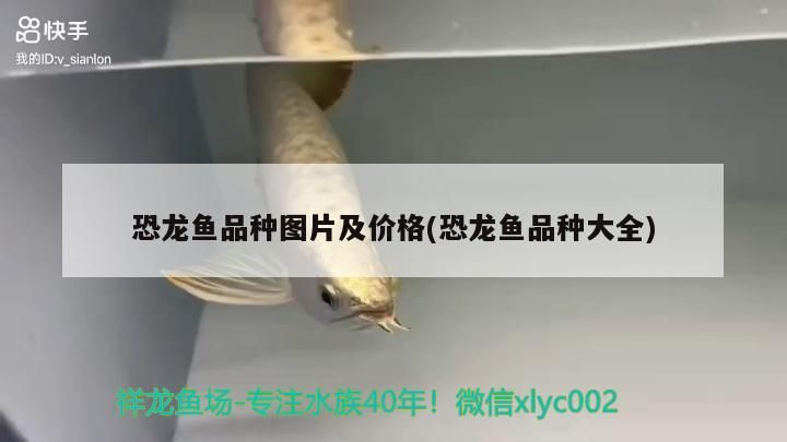 恐龍魚品種圖片及價格(恐龍魚品種大全)（恐龍魚品種圖片及價格） 恐龍魚品種圖片及價格(恐龍魚品種大全)（恐龍魚品種圖片及價格） 觀賞魚百科