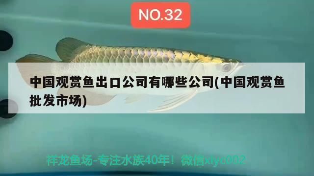 中國觀賞魚出口公司有哪些公司(中國觀賞魚批發市場)（中國觀賞魚出口公司(中國觀賞魚出口公司有哪些公司）