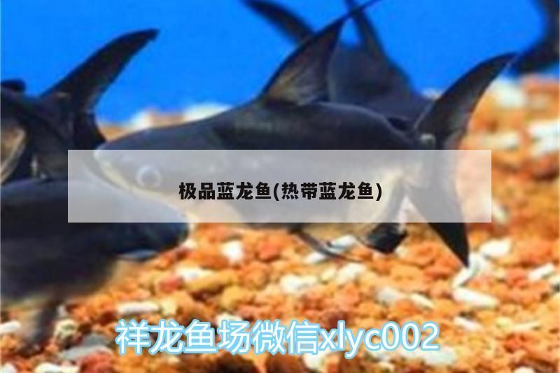 銀白色的魚叫什么？，銀白色的小魚觀賞魚叫什么品種圖片
