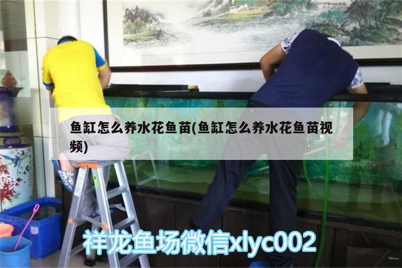 銀白色的魚叫什么？，銀白色的小魚觀賞魚叫什么品種圖片